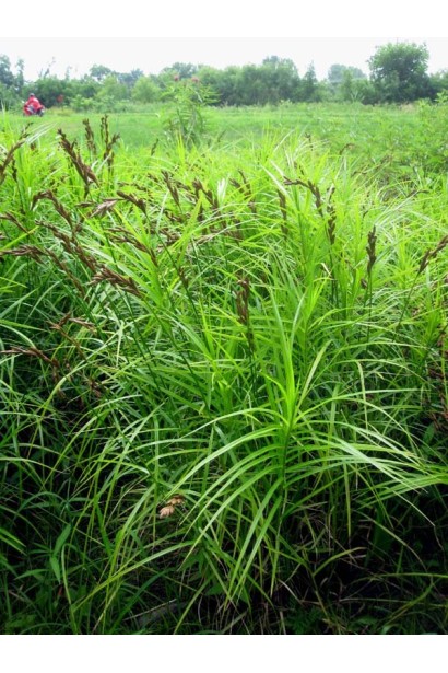 Осокая мускингуменская